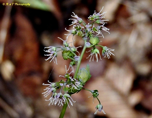 {Thalictrum dioicum}